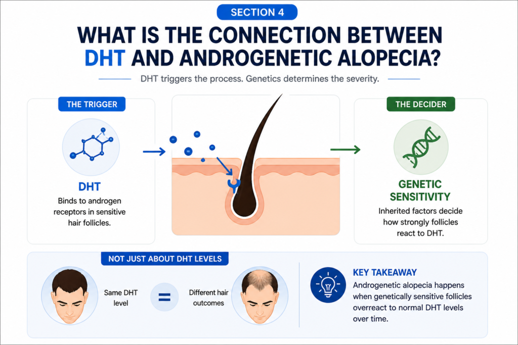 Connection Between DHT and Androgenetic Alopecia