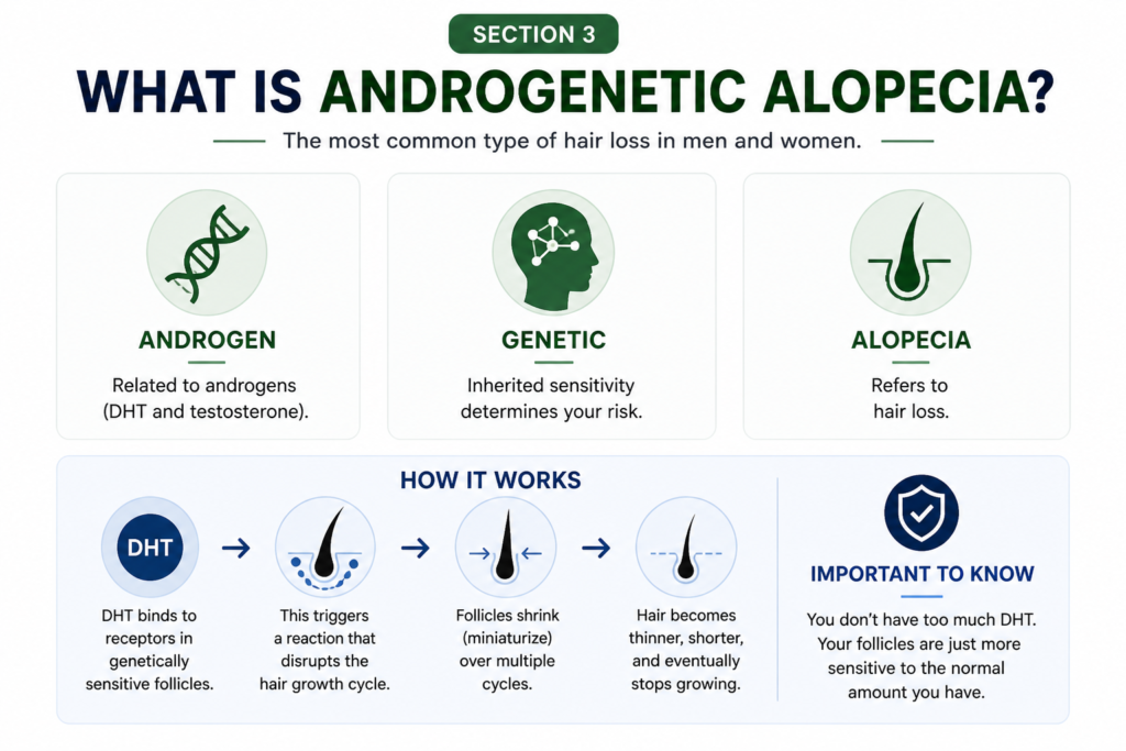 What Is Androgenetic Alopecia?