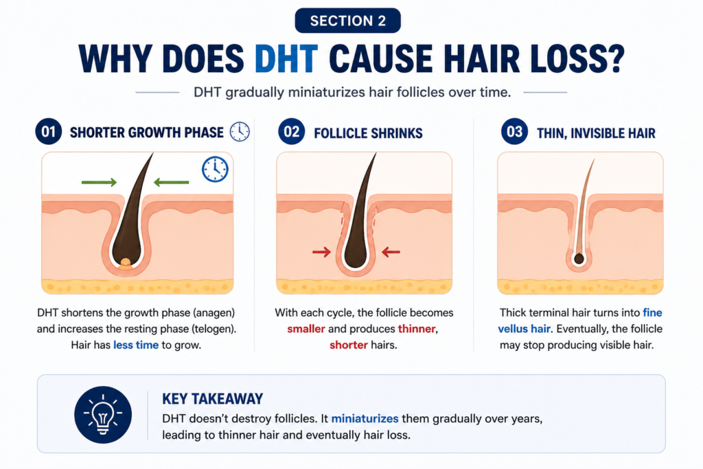 Why Does DHT Cause Hair Loss?